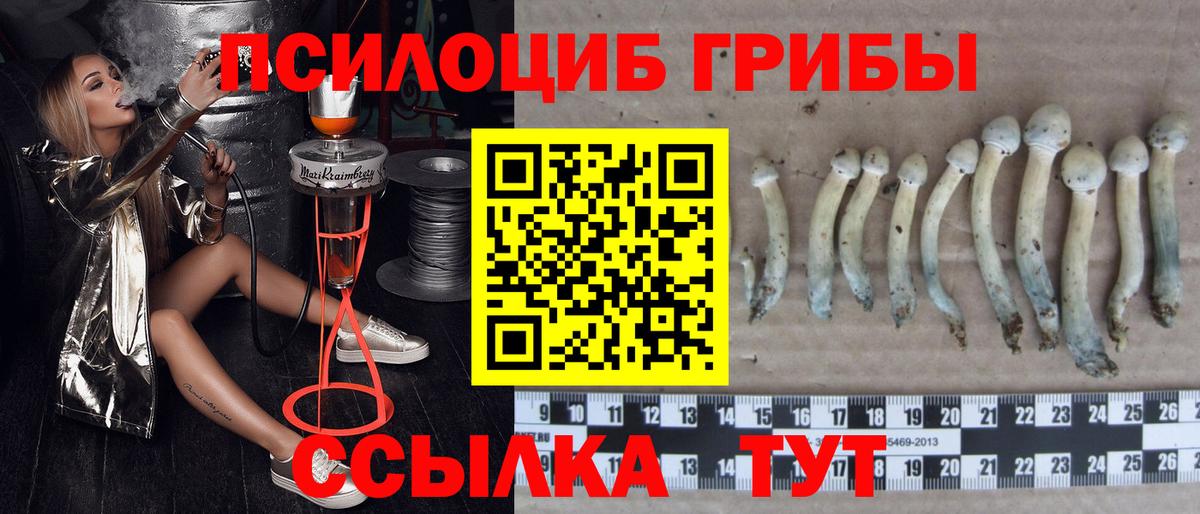Галлюциногенные грибы Psilocybine cubensis Горячий Ключ